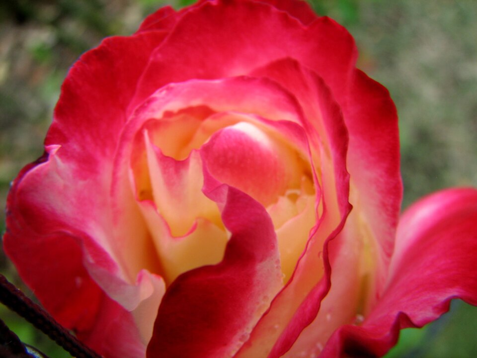 Rosa 'Double Delight' (Double Delight Rose) (alternate view 5)