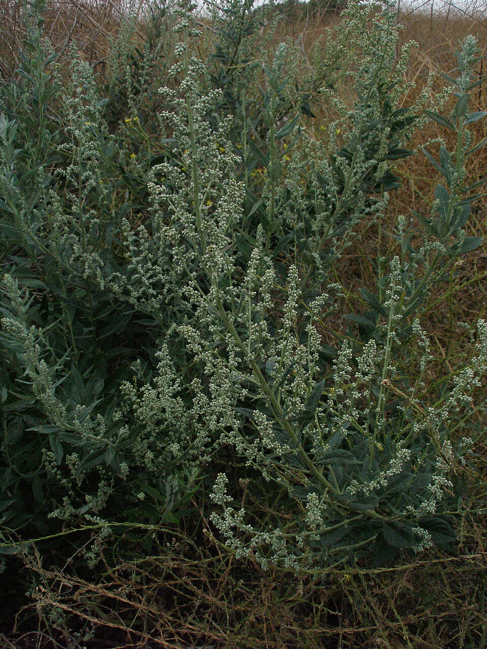 Artemisia douglasiana (California mugwort) (alternate view 2)