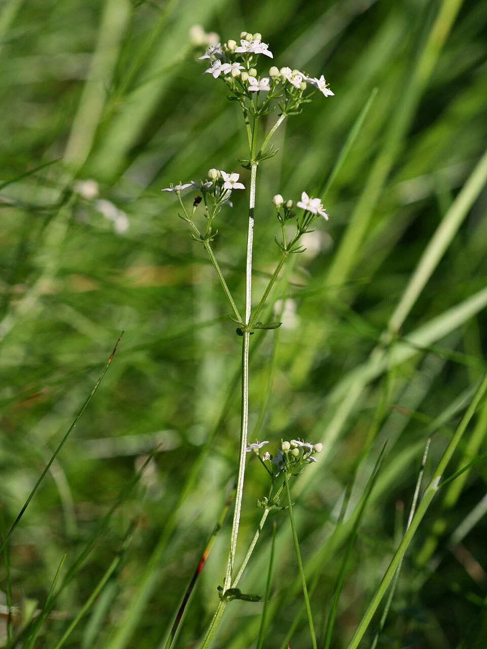 Galium saxatile (Heath Bedstraw)