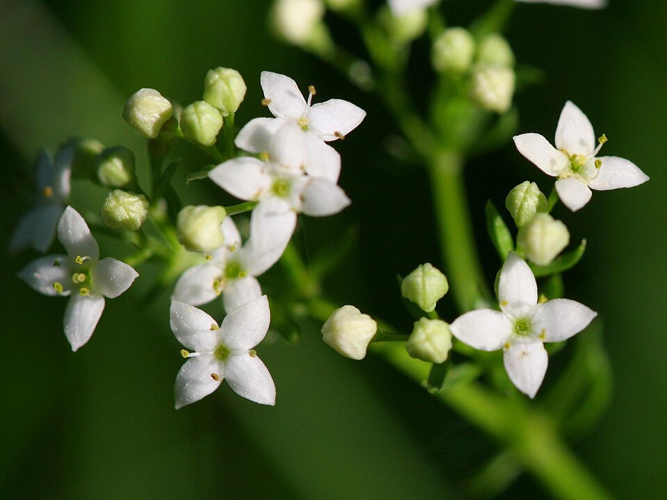 Galium saxatile (Heath Bedstraw)
