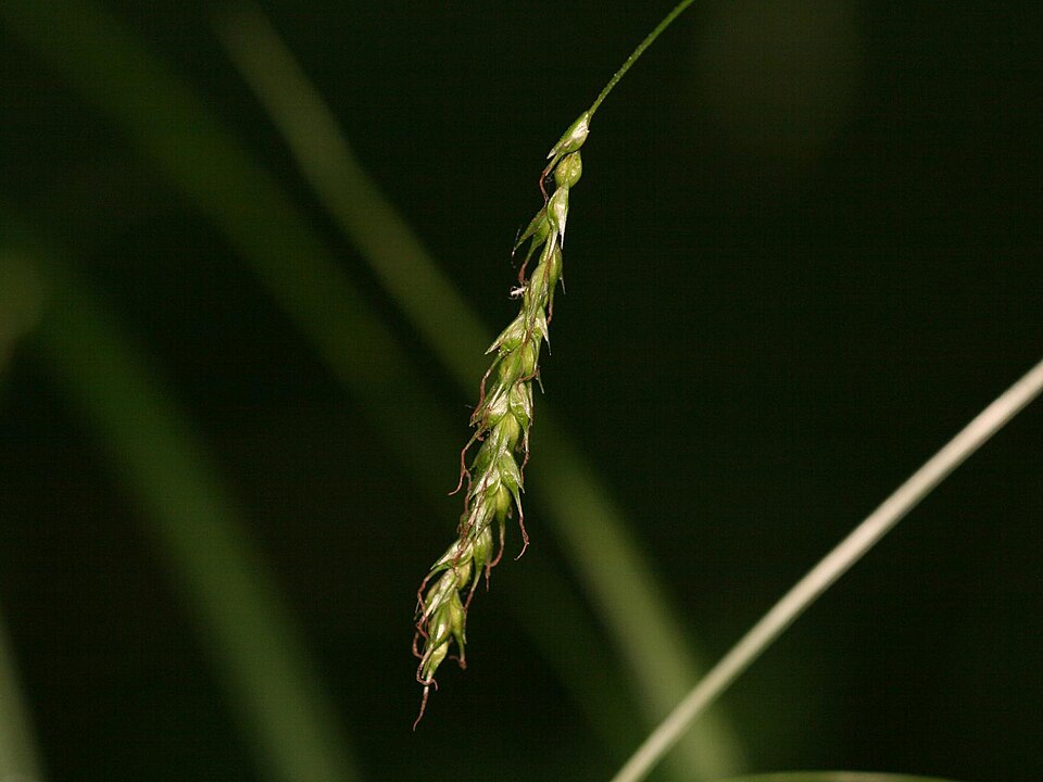 Carex sylvatica (European Woodland Sedge)