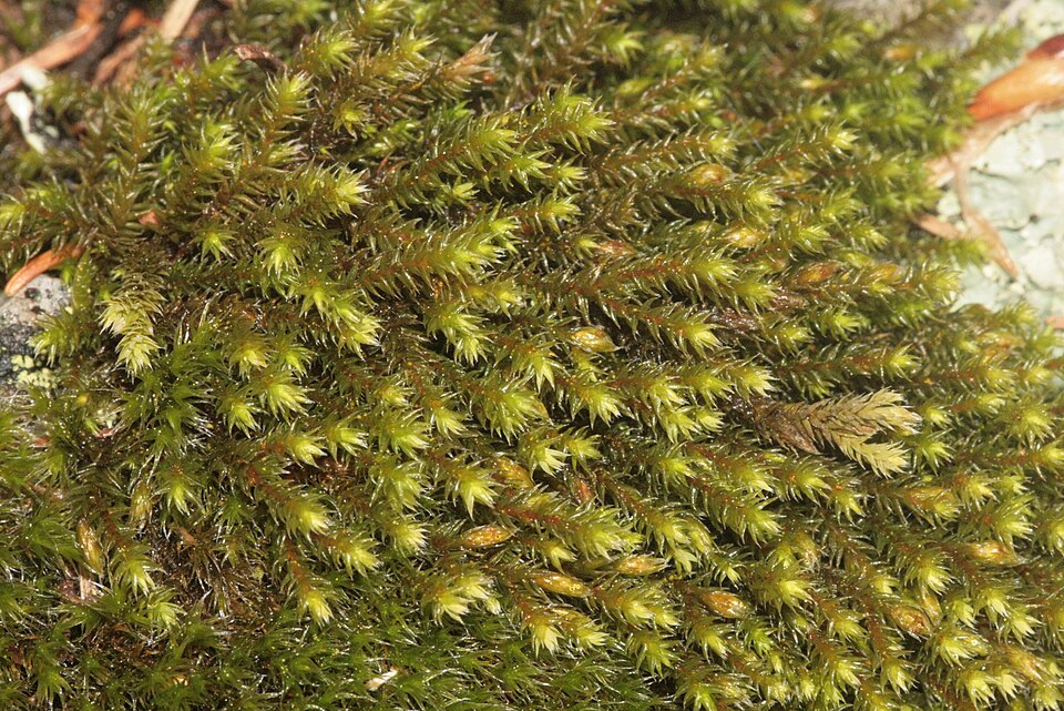 Hedwigia ciliata (Ciliate Hoarmoss) (alternate view 8)