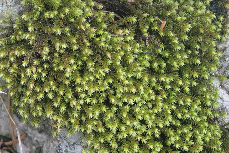 Hedwigia ciliata (Ciliate Hoarmoss) (alternate view 9)