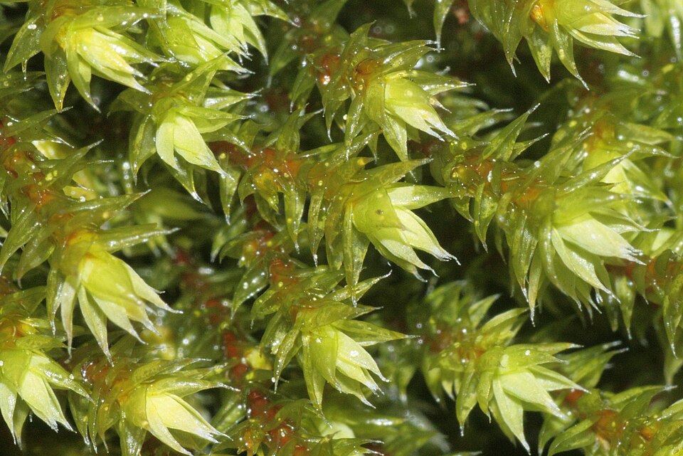 Hedwigia ciliata (Ciliate Hoarmoss) (alternate view 10)