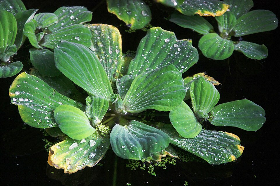 Pistia stratiotes (Water Lettuce) (alternate view 10)
