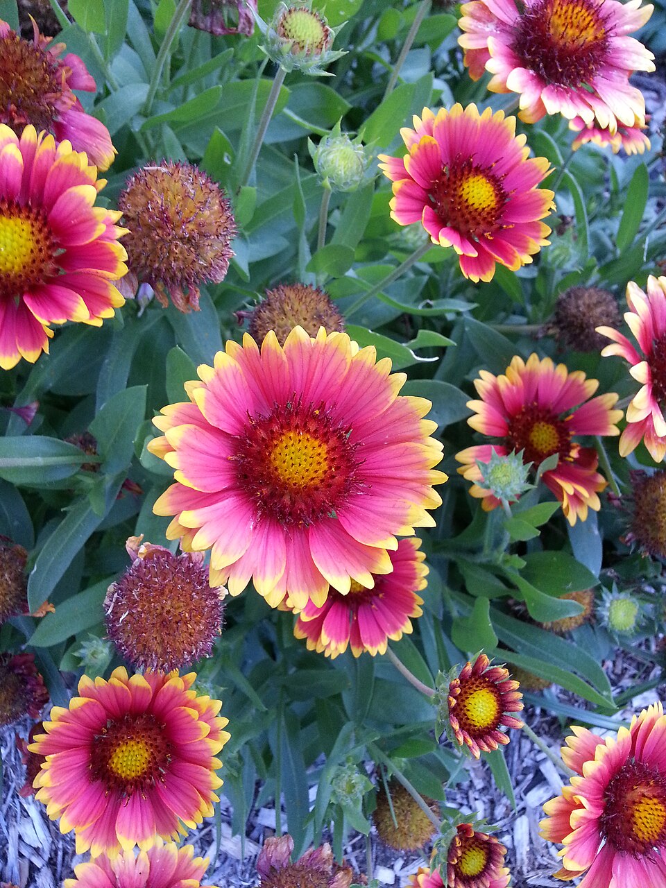 Gaillardia aristata (blanketflower) (alternate view 10)