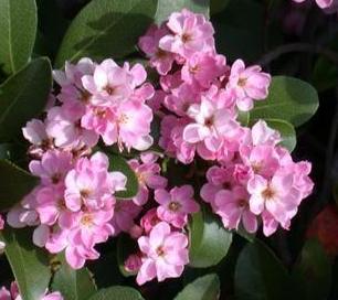 Rhaphiolepis indica (Indian Hawthorn) (alternate view 7)