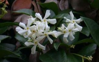 Trachelospermum jasminoides (star jasmine) (alternate view 6)