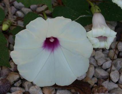 Ipomoea pandurata (wild potato vine) (alternate view 6)