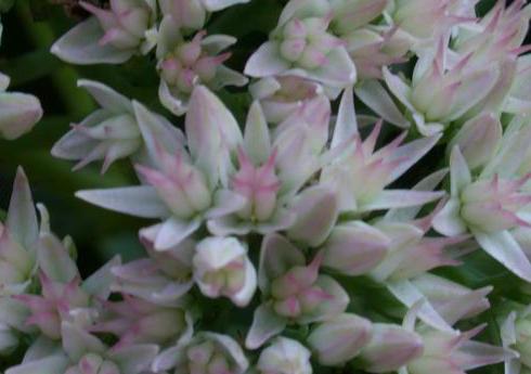 Hylotelephium 'Herbstfreude' (Autumn Joy Sedum) (alternate view 4)