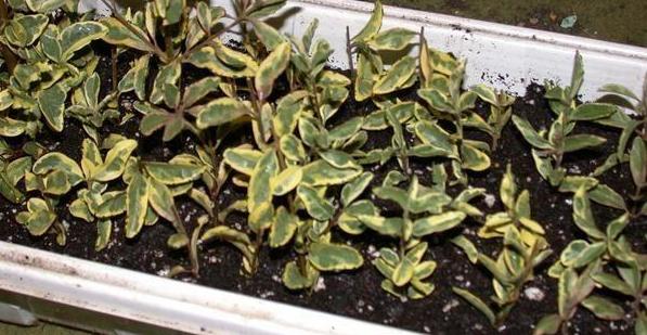 Ligustrum ovalifolium 'Aureum' (golden privet)