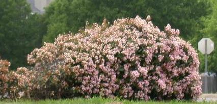 Rhaphiolepis indica (Indian Hawthorn) (alternate view 8)