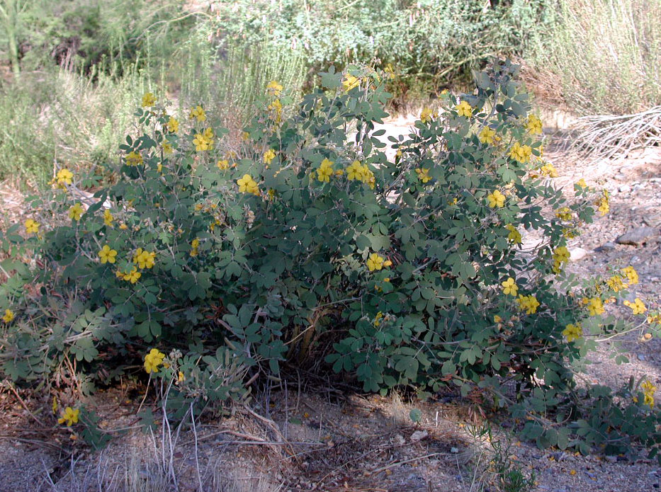 Senna covesii (Coues' senna) (alternate view 6)