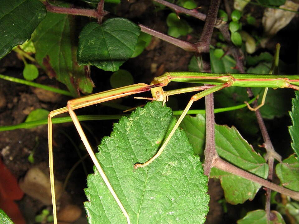 Rubus ulmifolius (elmleaf blackberry)