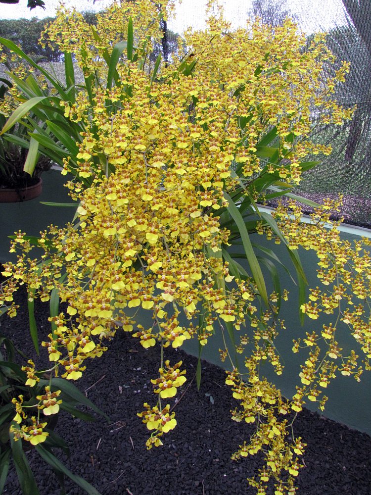 Oncidium sphacelatum (Spider Orchid Bush) (alternate view 10)