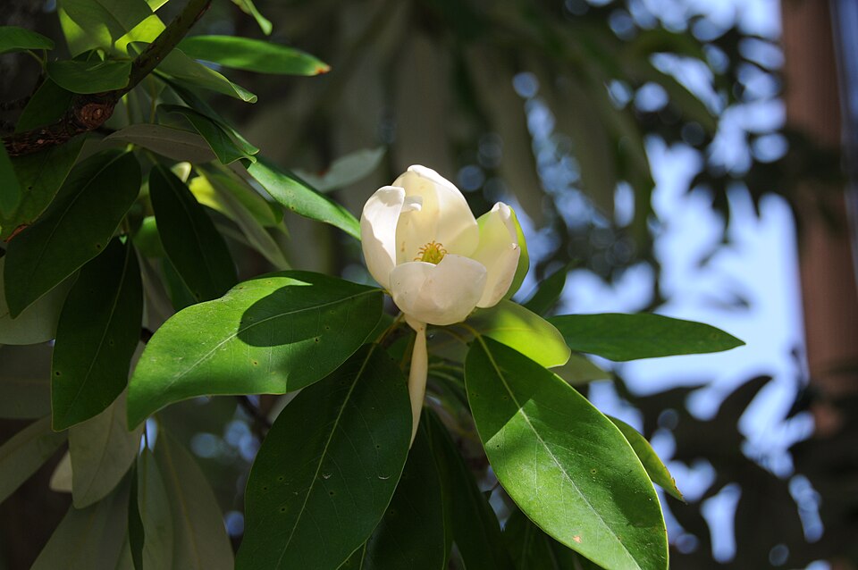 Magnolia virginiana (Sweetbay Magnolia)