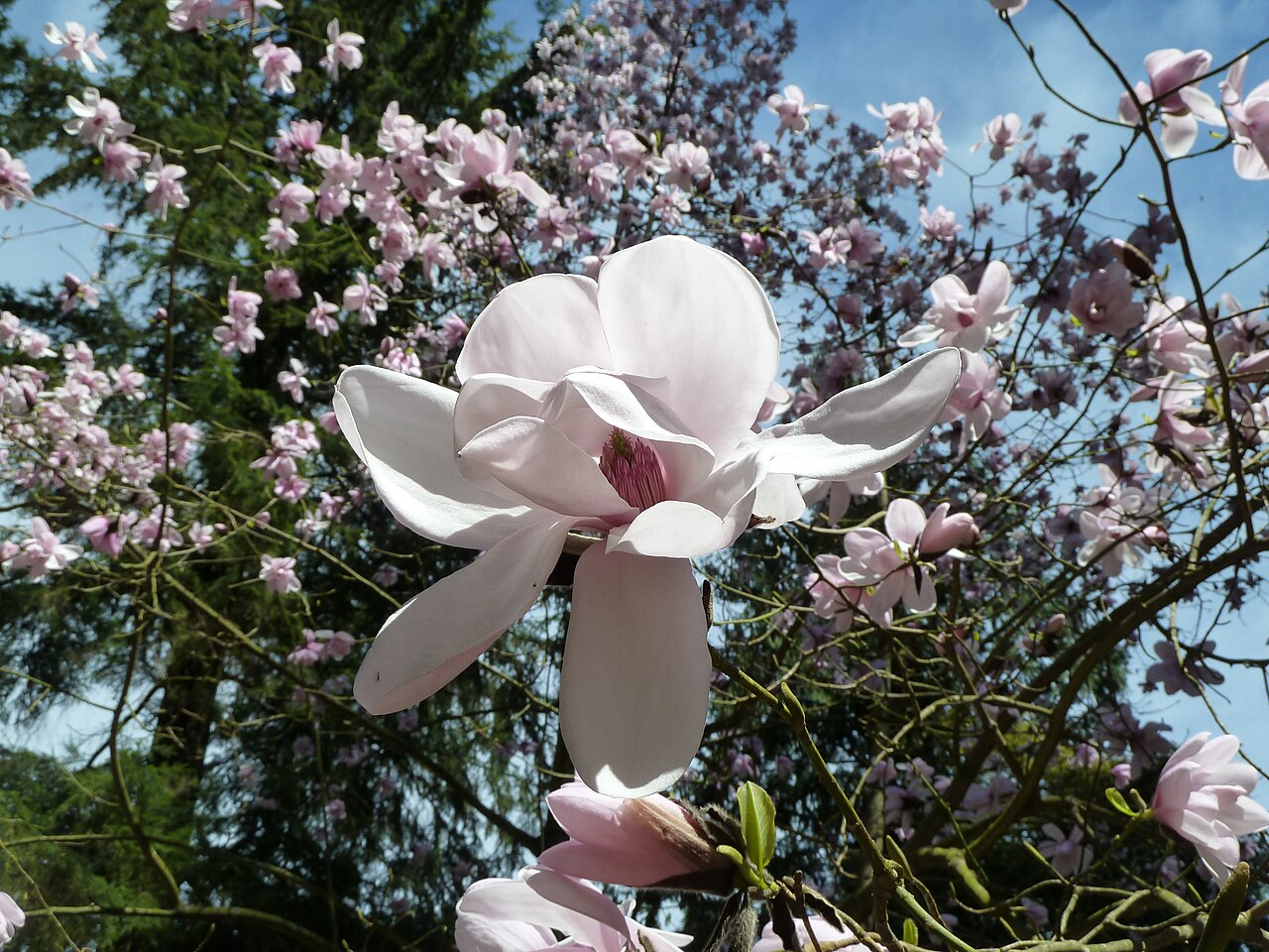 Magnolia dawsoniana (Dawson's Magnolia)