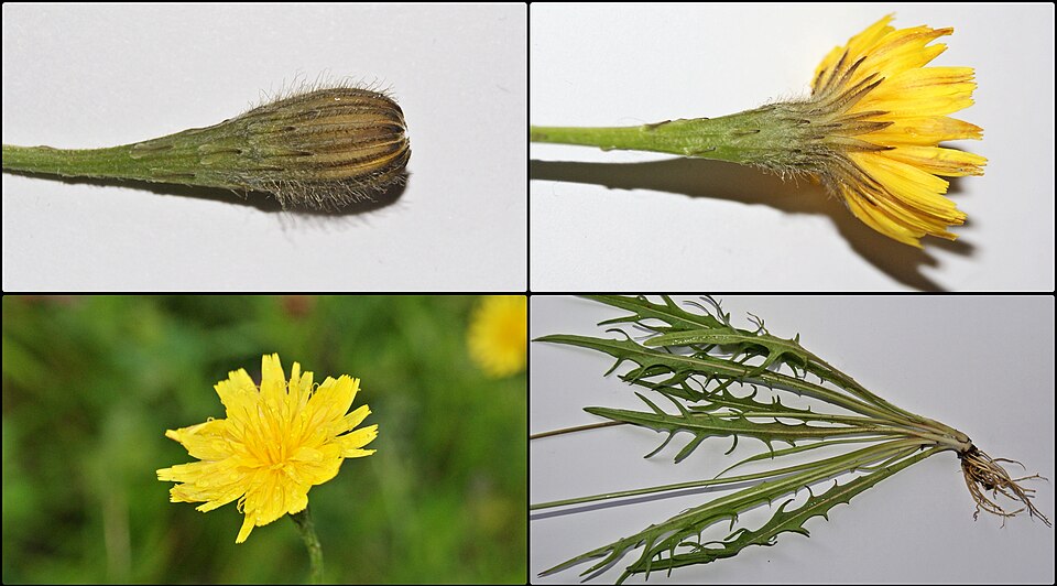 Scorzoneroides autumnalis (Autumn Hawkbit)