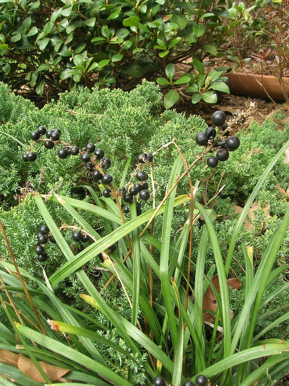 Ophiopogon (Lily-Turfs) (alternate view 4)