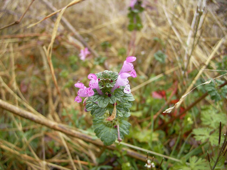 Lamium amplexicaule (henbit deadnettle)