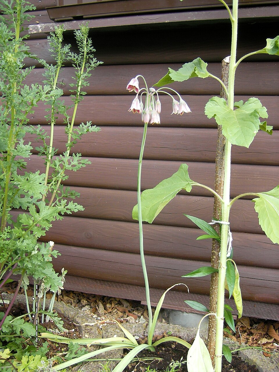 Allium siculum (alternate view 12)