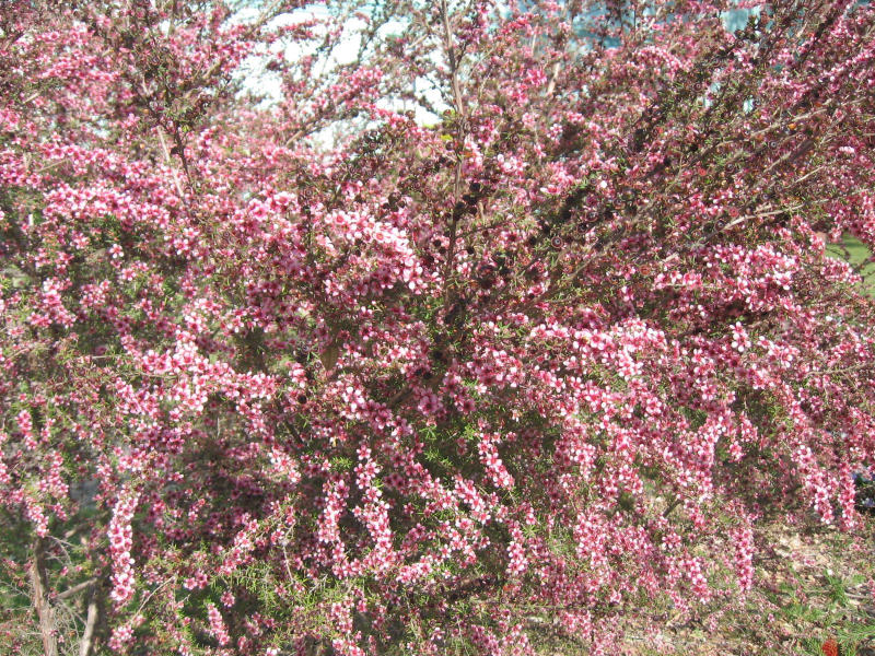 Gaudium laevigatum (Coast Teatree)