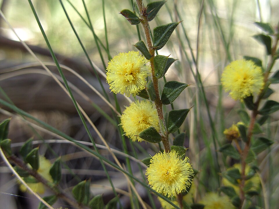 Acacia gunnii (ploughshare wattle) (alternate view 6)