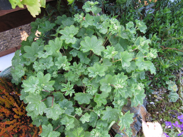 Alchemilla erythropoda (alternate view 6)