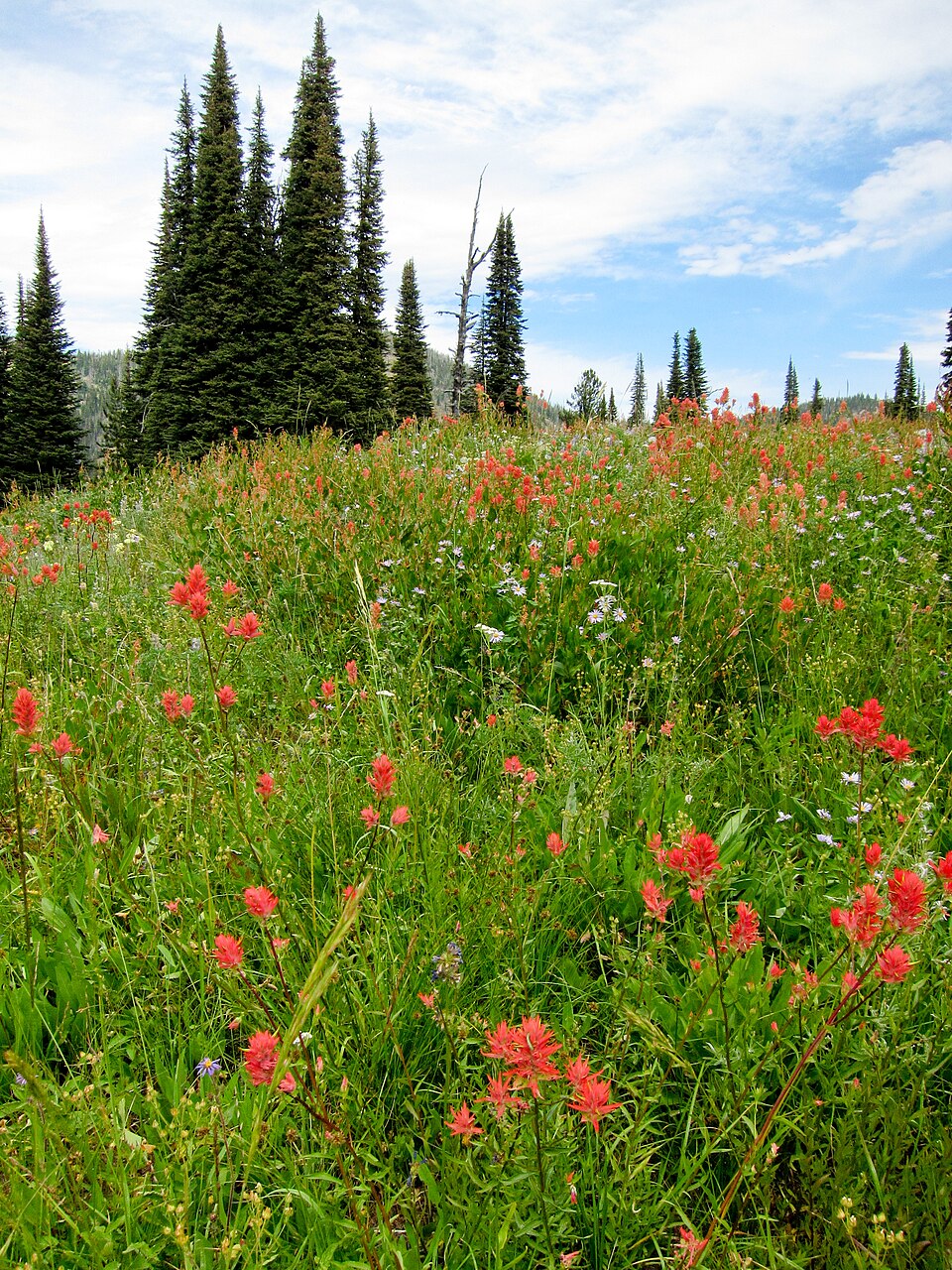Castilleja miniata (Common Paintbrush) (alternate view 9)