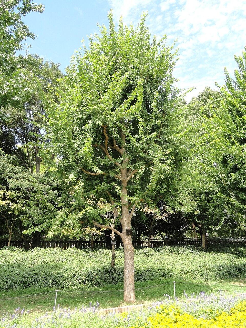Acer buergerianum (Trident Maple) (alternate view 9)