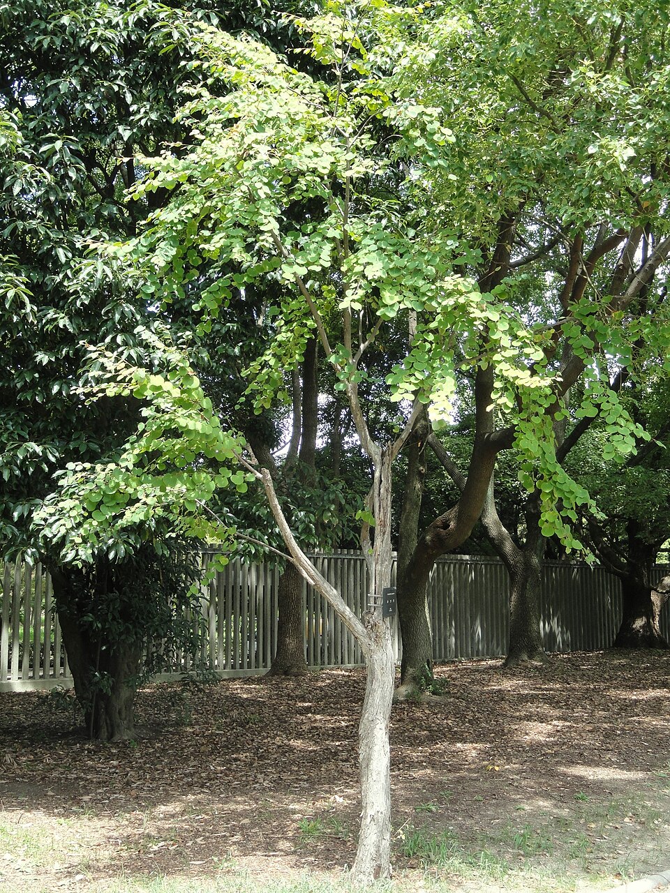 Cercidiphyllum japonicum (katsura) (alternate view 5)