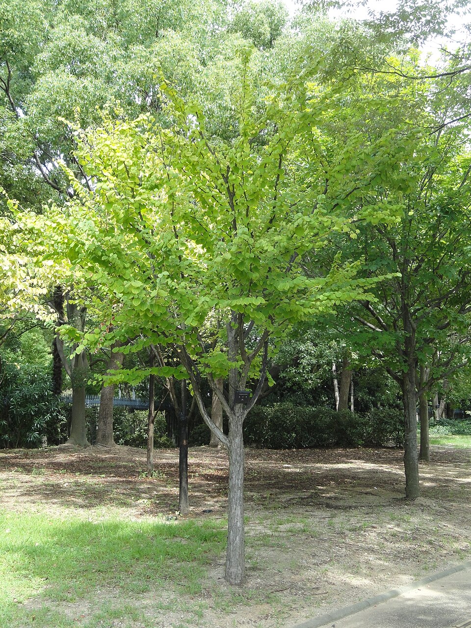 Cercidiphyllum japonicum (katsura) (alternate view 6)