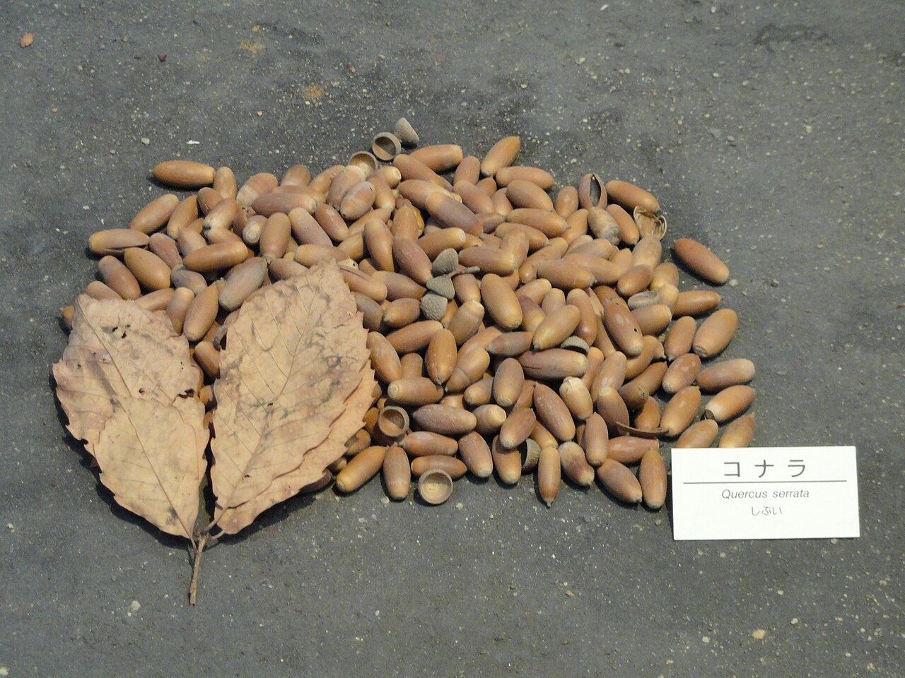 Quercus serrata, Konara oak — spreading deciduous (Fagaceae) (image 8 of 10)