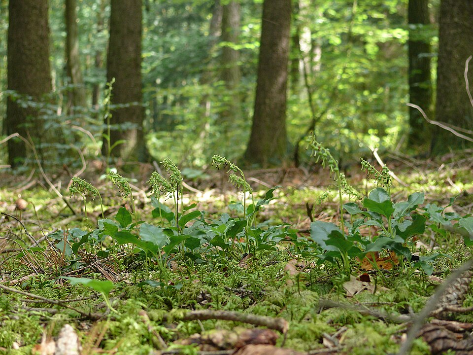 Orthilia secunda (one-sided wintergreen)