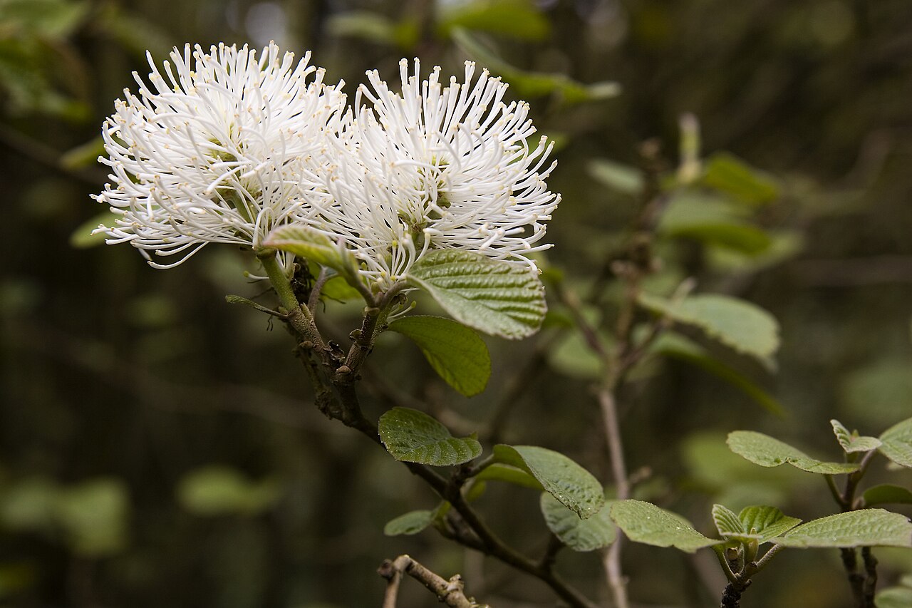Fothergilla major, Large fothergilla — upright deciduous (Hamamelidaceae) (image 8 of 10)