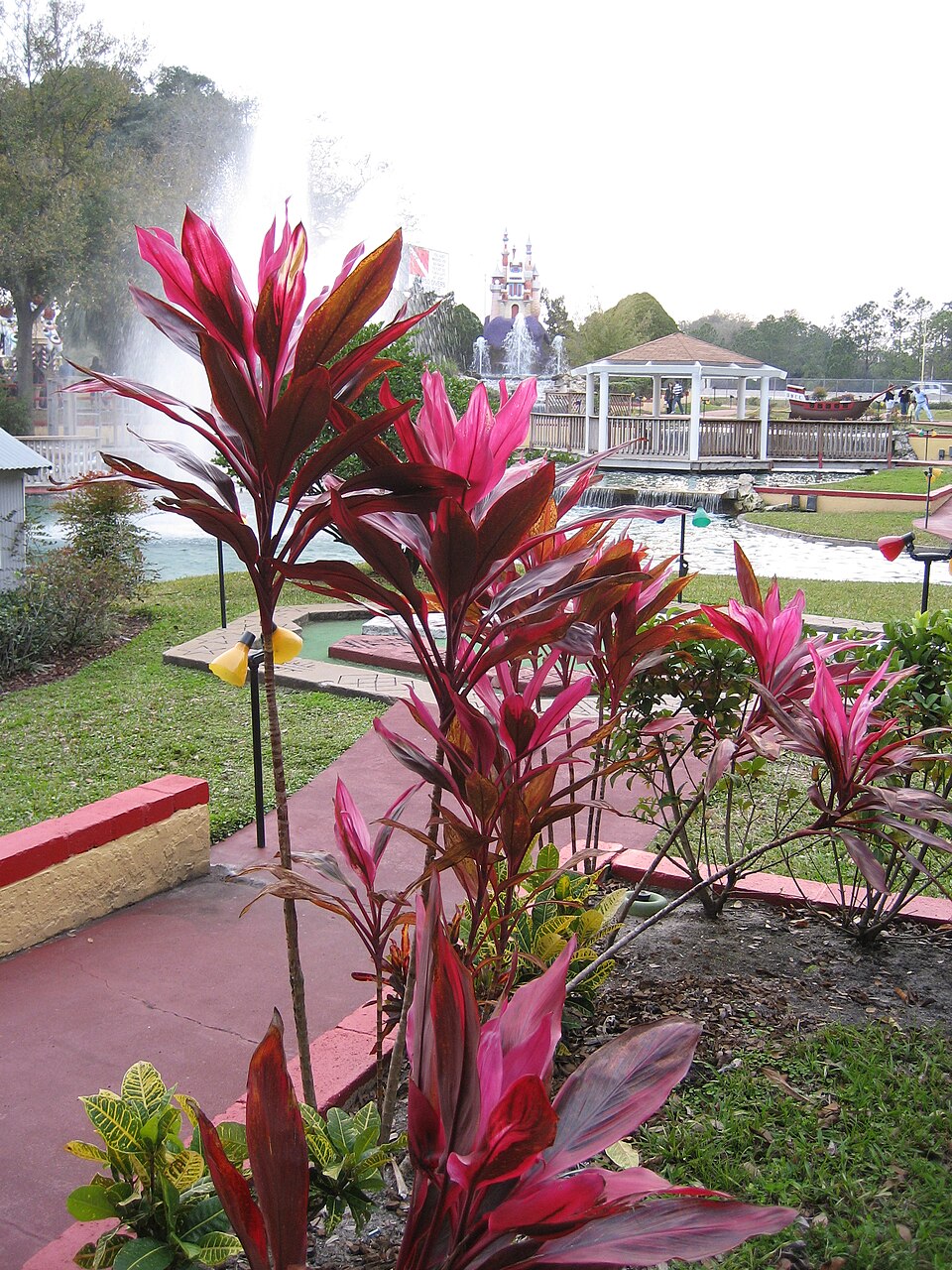 Cordyline fruticosa (Ti Plant) (alternate view 8)
