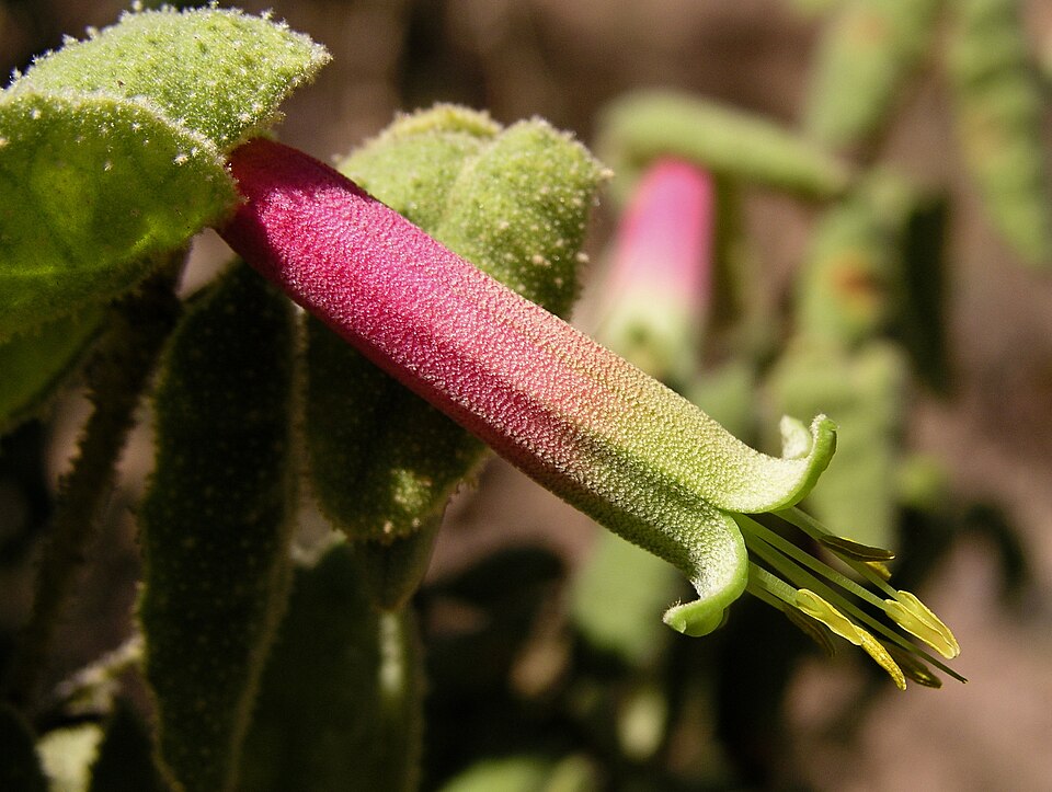 Correa reflexa (Common Correa)