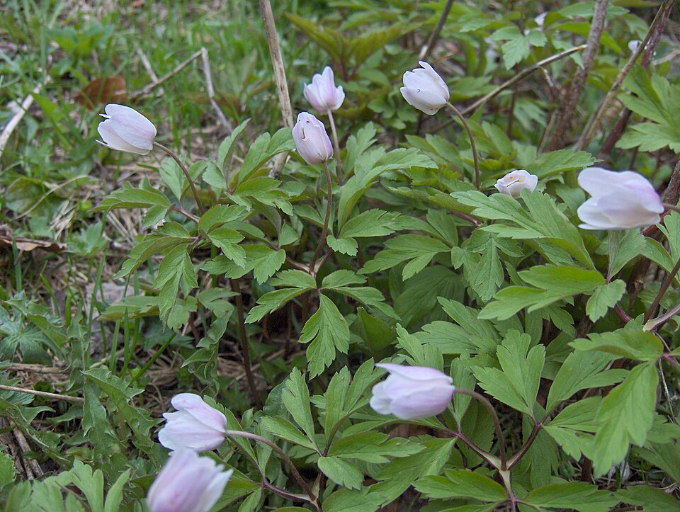 Anemone nemorosa (wood anemone)