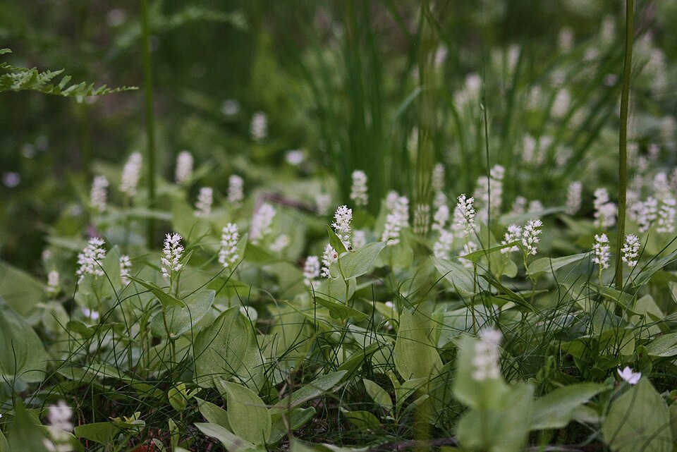 Maianthemum bifolium (May Lily)