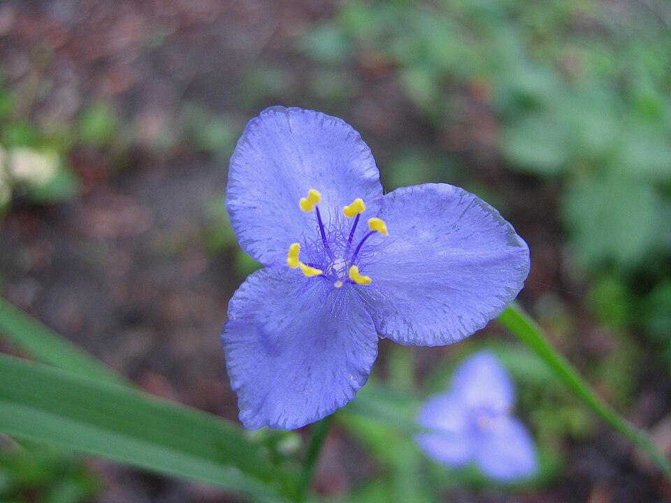 Tradescantia ohiensis (Ohio spiderwort)