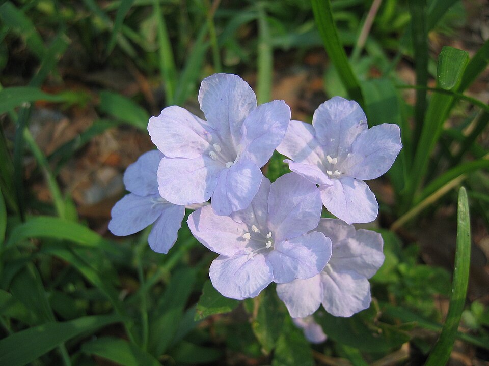 Ruellia caroliniensis (Carolina ruellia) (alternate view 9)