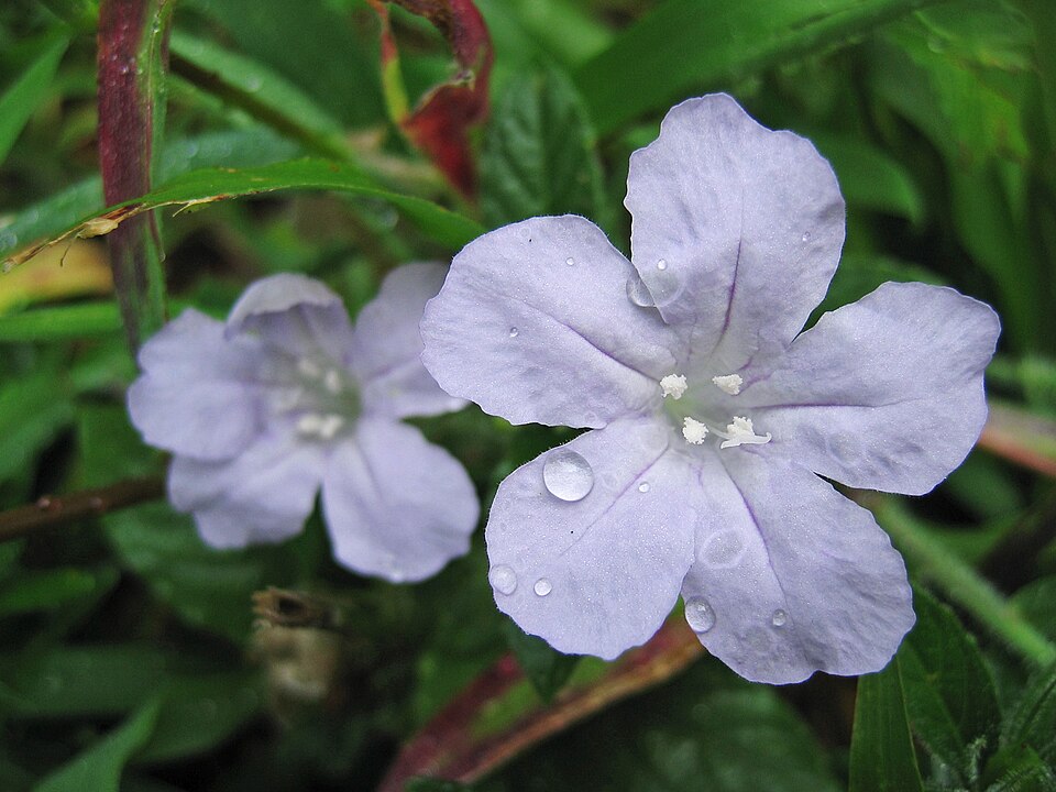 Ruellia caroliniensis (Carolina ruellia) (alternate view 10)