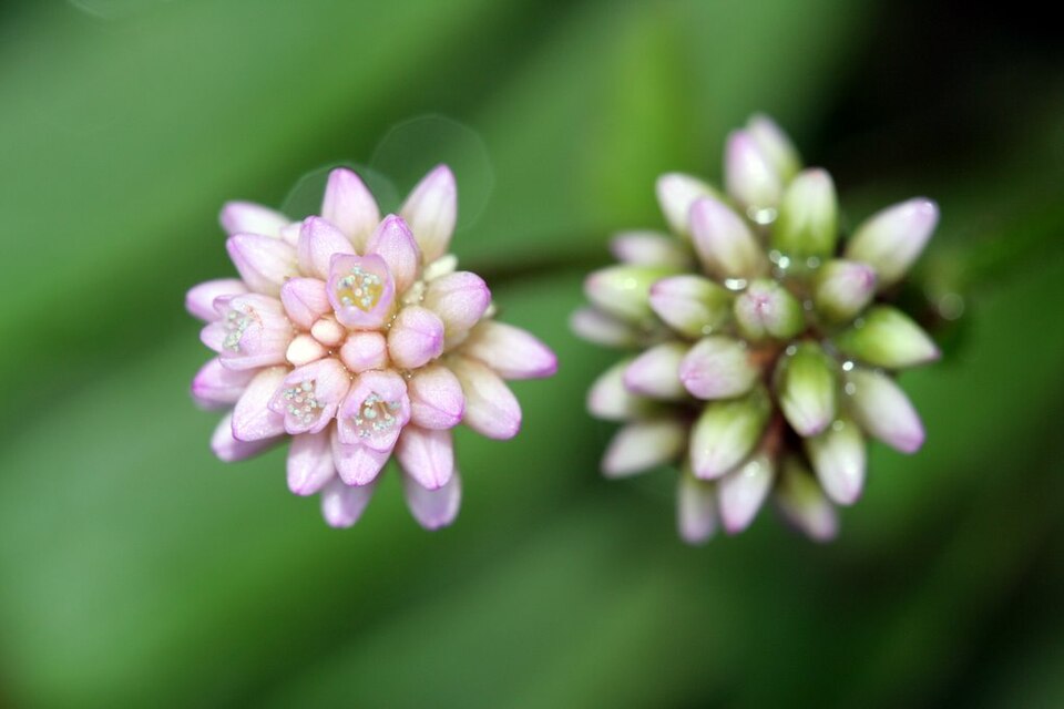 Persicaria (knotweeds, smartweeds, and waterpeppers)
