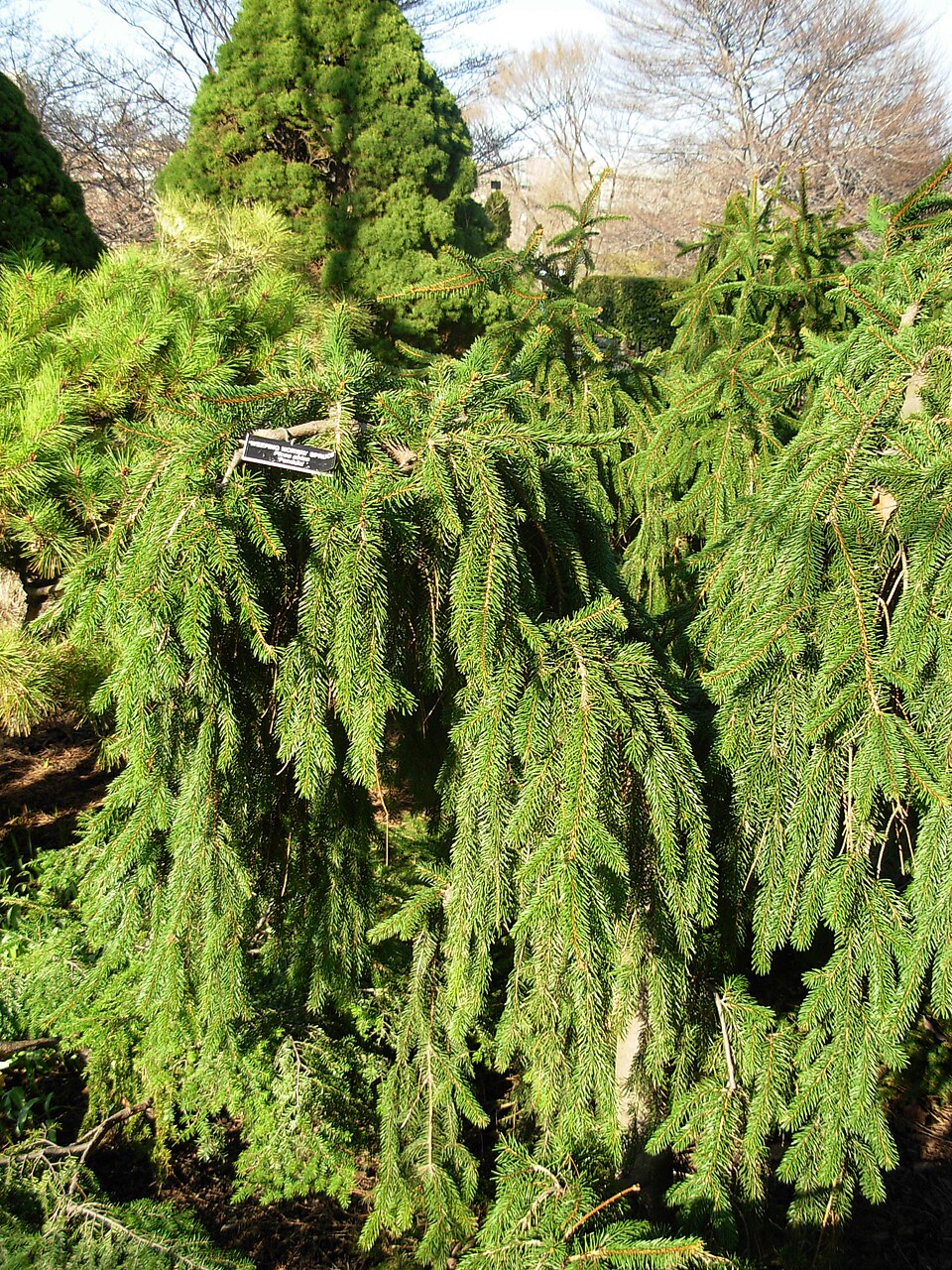 Picea abies 'Pendula' (Weeping Norway Spruce)