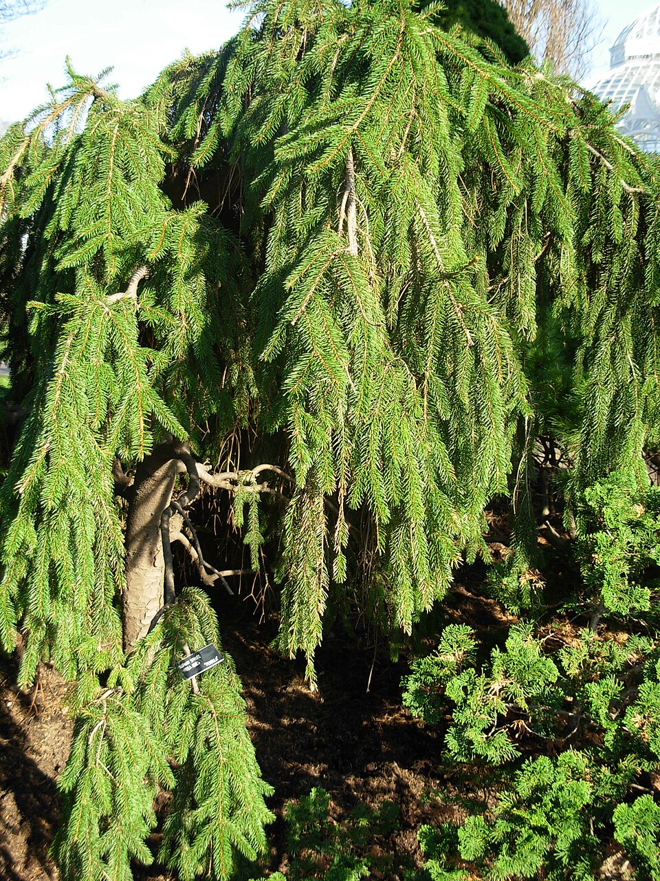 Picea abies 'Pendula' (Weeping Norway Spruce) (alternate view 2)