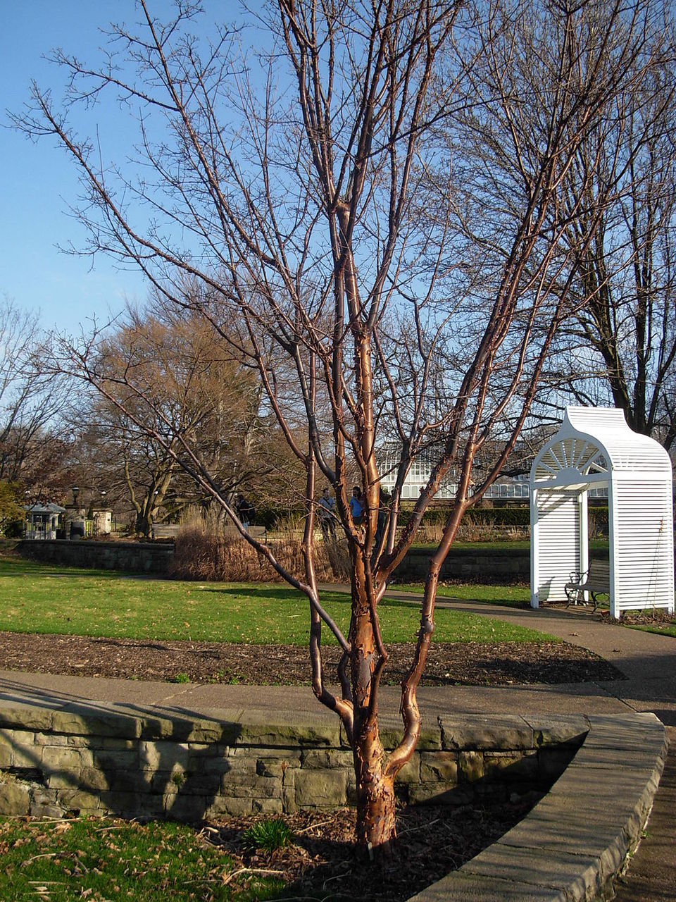 Acer griseum (paperbark maple) (alternate view 2)