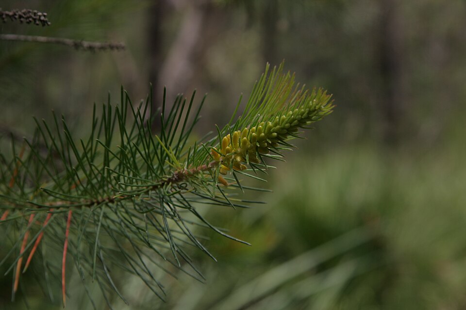 Persoonia pinifolia (Pine-leaf Geebung) (alternate view 7)