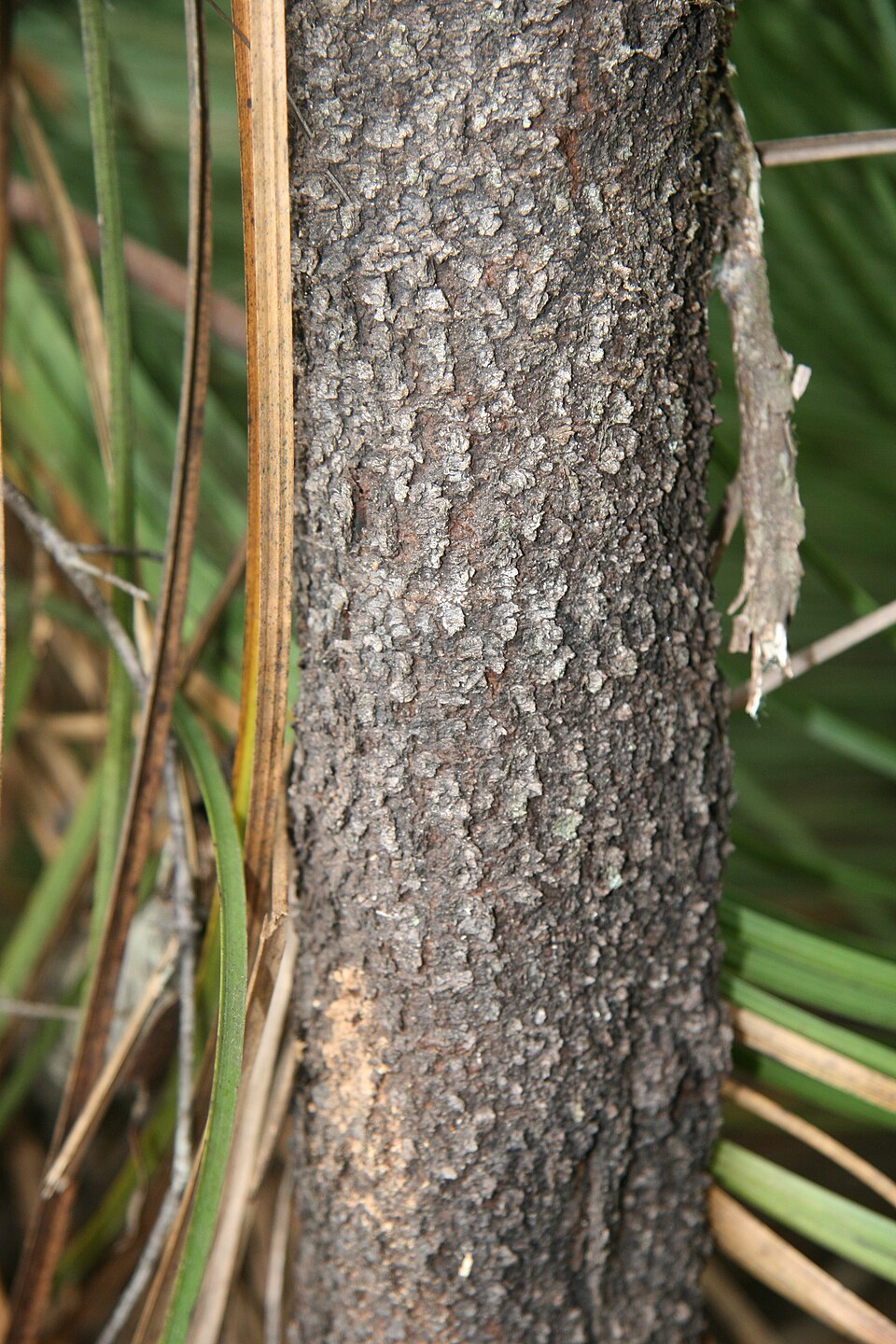 Persoonia pinifolia (Pine-leaf Geebung) (alternate view 8)