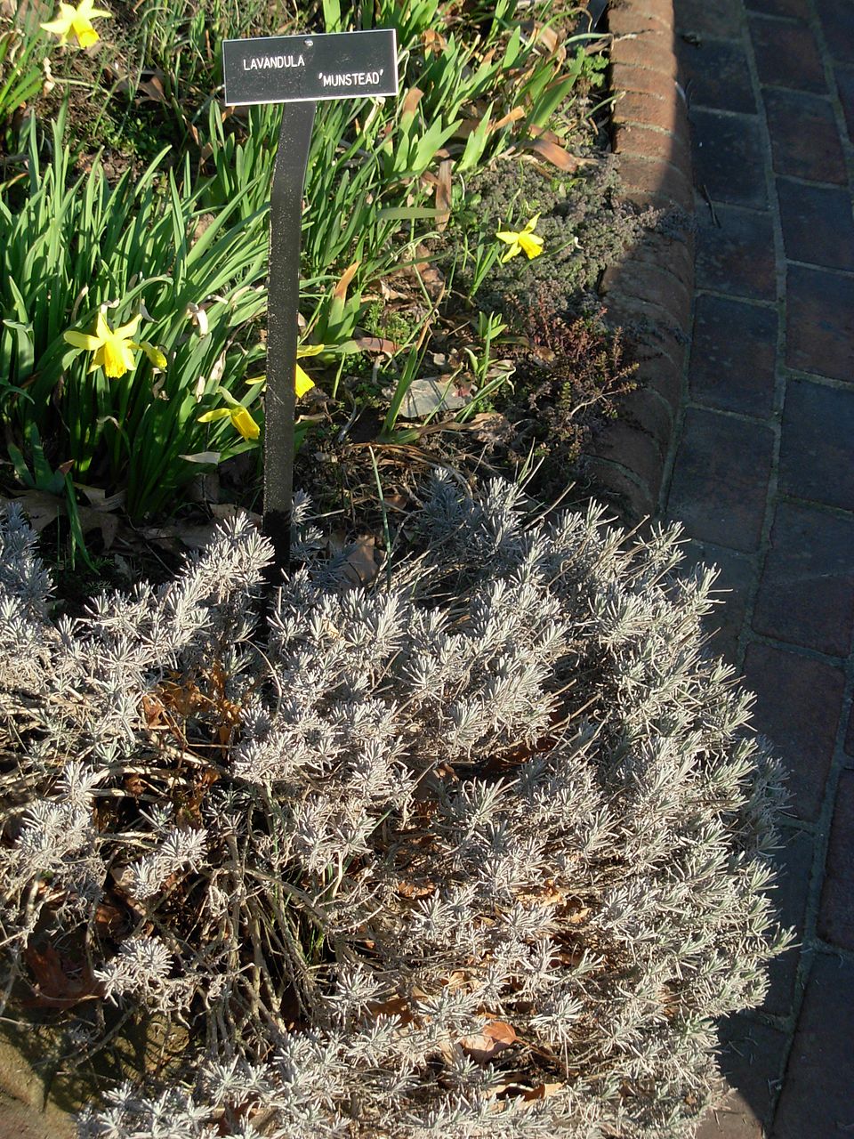 Lavandula angustifolia 'Munstead' (Munstead Lavender)