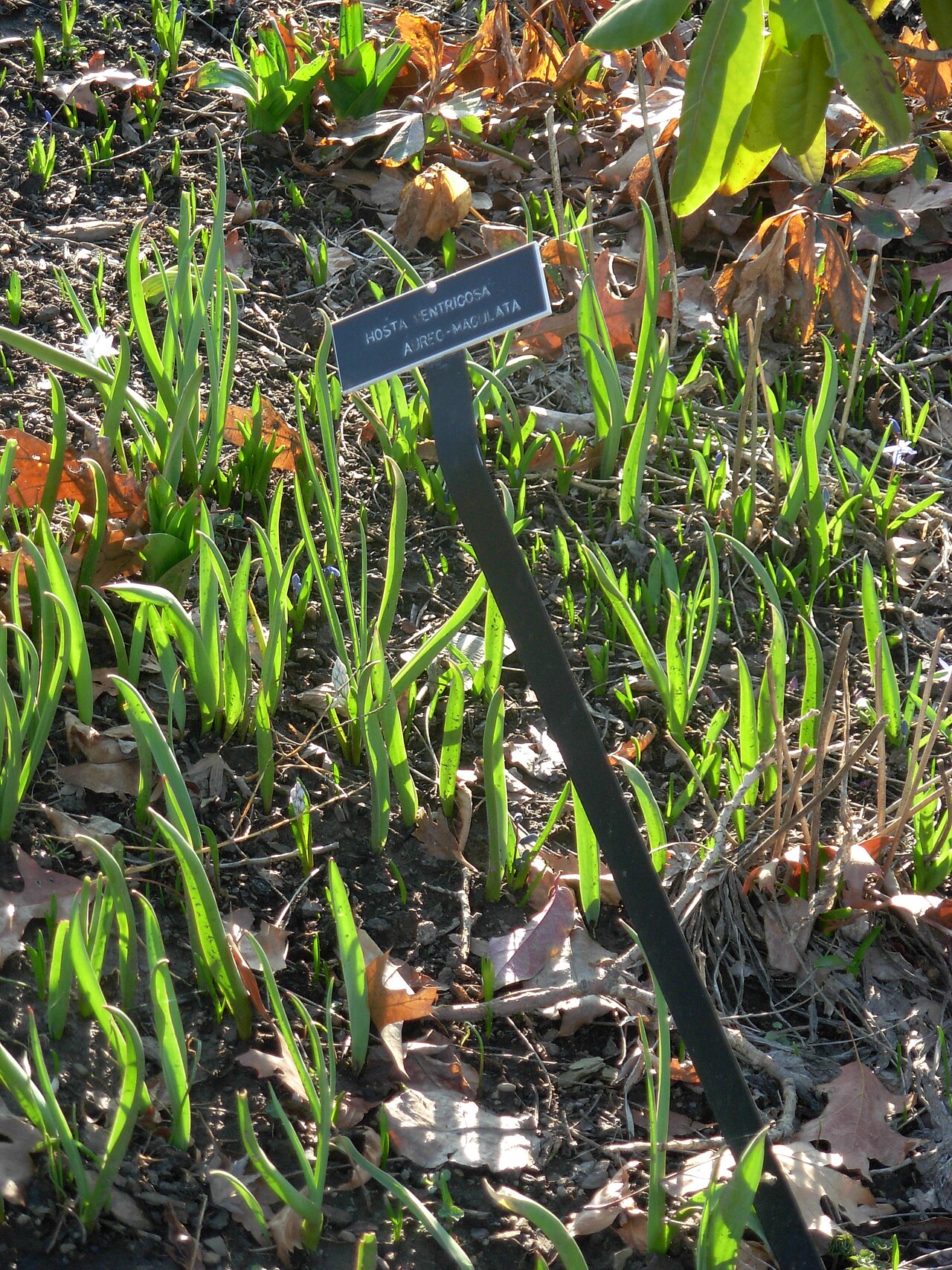 Hosta spp., hostas — mounding deciduous (Asparagaceae) (image 2 of 15)